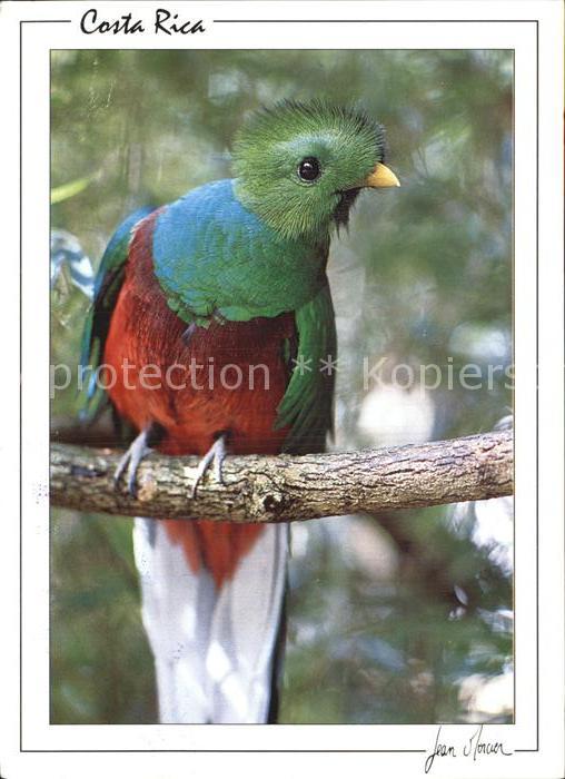 Voegel Birds Oiseaux Uccelli Pajaros-- Quetzal Costa Rica