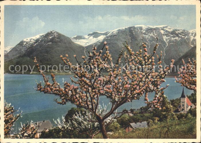 Hardanger Utne Baumbluete