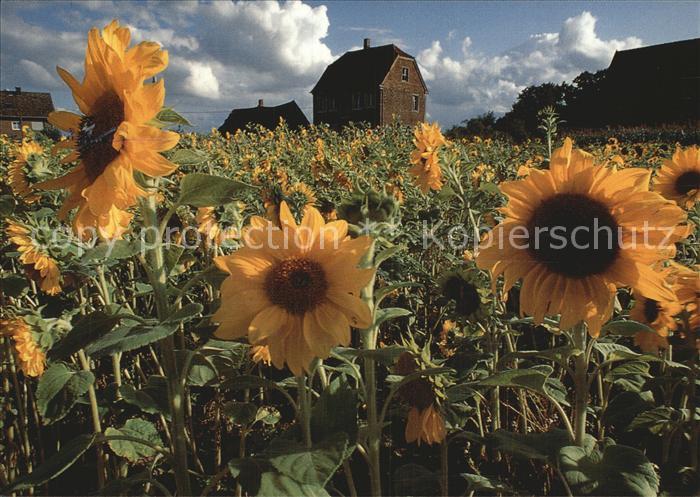 Luedinghausen Sonnenblumen mit Kornspeicher