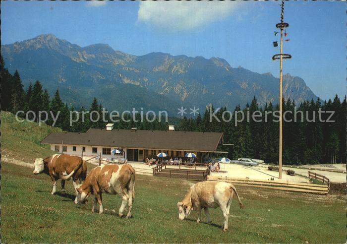 Bischofswiesen Goetschenalm Loipi Kuehe
