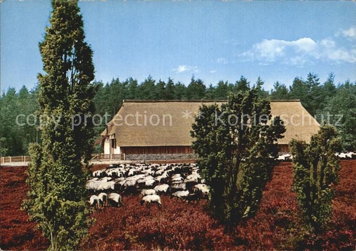 Lueneburger Heide Schafstall
