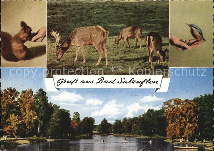 Salzuflen Bad Kurparksee Wild Eichhoernchen