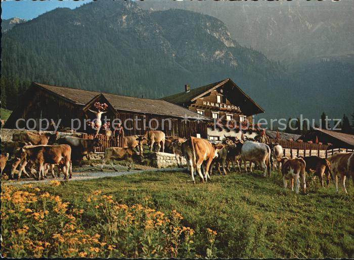 Leutasch Haemmermoosalm Wettersteingebirge