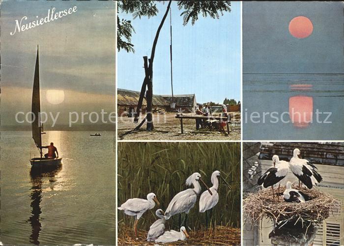 Neusiedl See im Burgenladn Stoerche