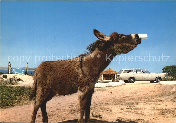 Sardegna Asinello Esel