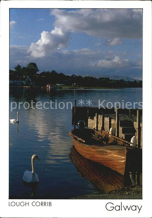 Galway Irland Lough Corrib Schwaene Bootssteg