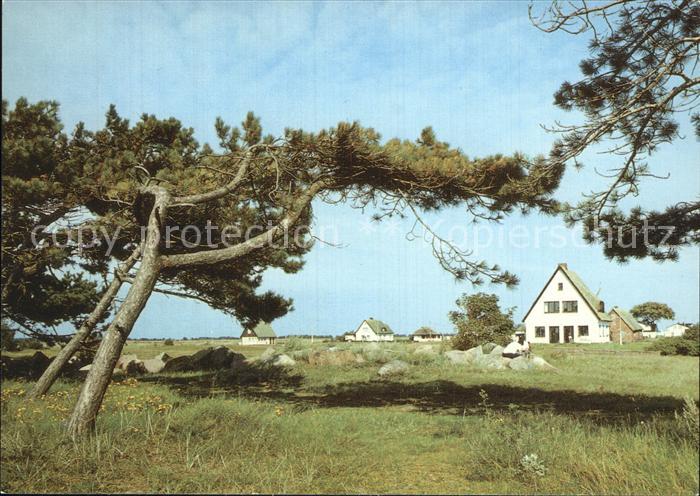 Neuendorf Hiddensee Windfluechter