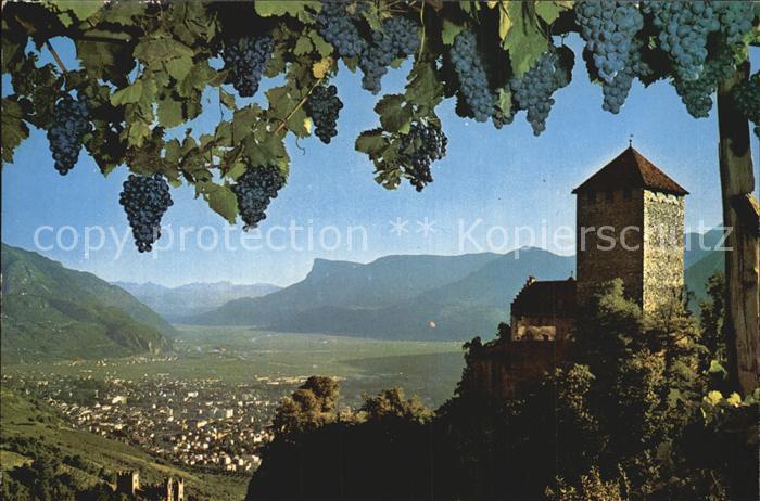 Meran Merano Castel Tirolo vista alla Mendola Schloss Tirol Weinreben Weintraube