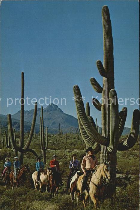 Kakteen Giant Sahuaros Wild Horse Ranch Club Tu