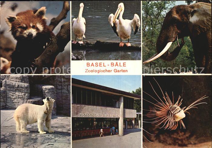 Zoo Basel Eisbaer Fisch Elefant Pelikan