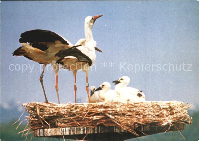 Storch Wiederansiedlungsversuch Wiesbaden-Schierstein