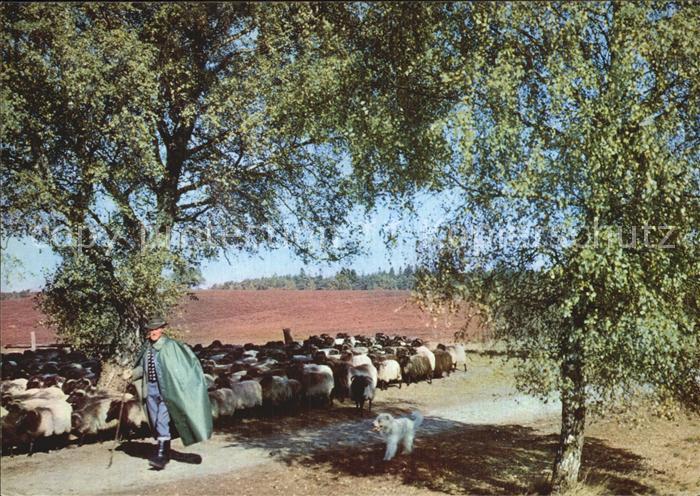 Hirte Schäfer Heidschnucken Lüneburger Heide