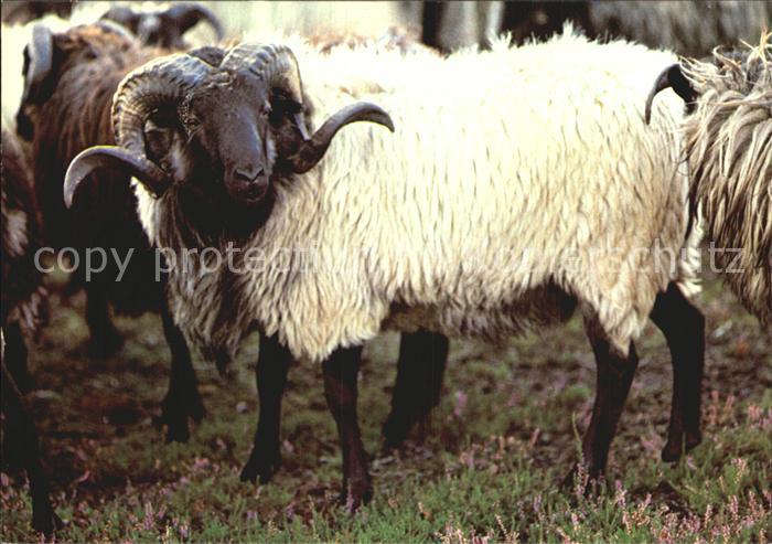 Tiere Heidschnucken-Widder Lueneburger Heide