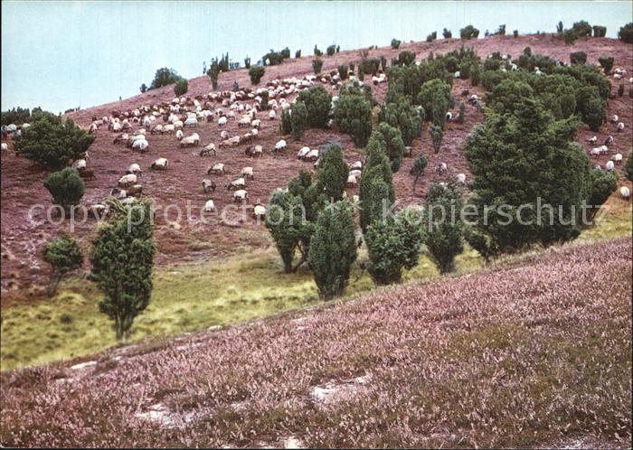 Schafe Heidschnuckenherde Heidelandschaft Lueneburger Heide