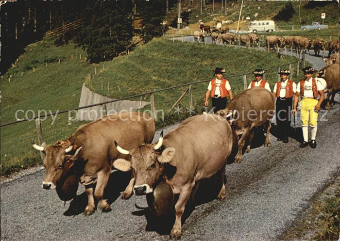 Kuehe Alpfahrt Schwaegalp