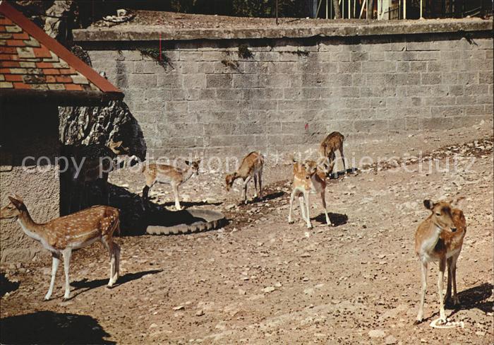 Reh Rehkitze Zoo de la Citadelle Besancon Doubs