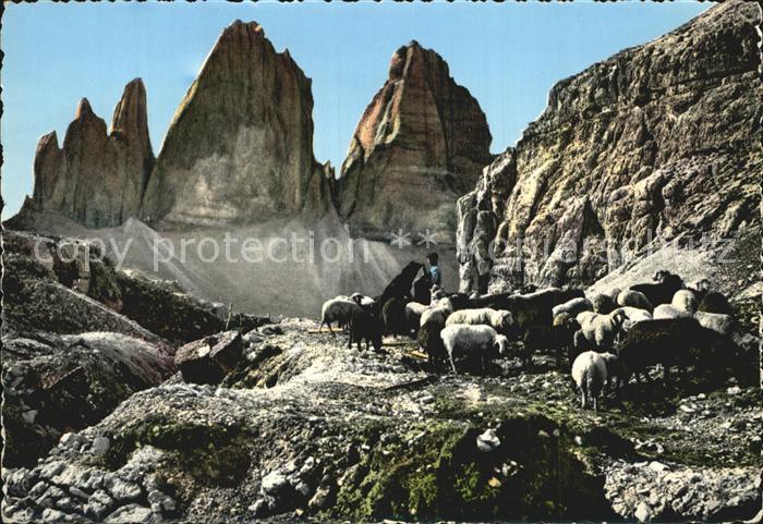 Schafe Dolomiti Tre Cime di Lavaredo 3 Zinne