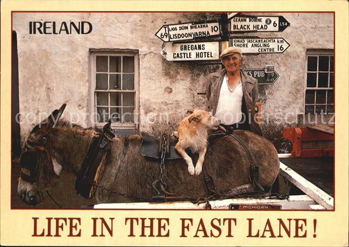 Esel Tiere Ireland Hund Bauer