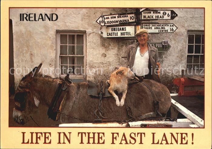 Esel Tiere Hund Bauer Ireland