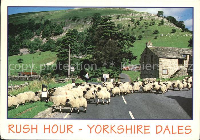 Schafe Rush Hour Yorkshire Dales