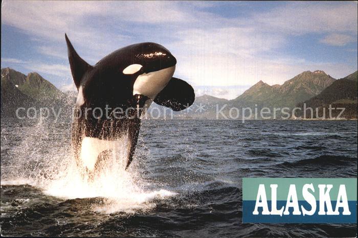 Wal Orca Whale Alaska