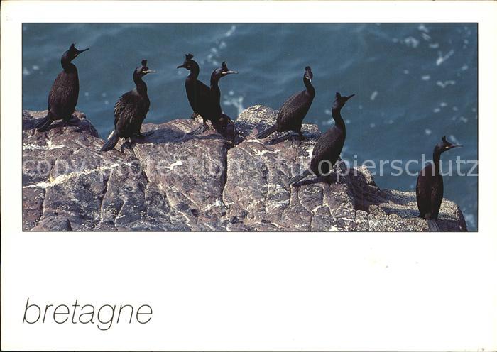 Voegel Birds Oiseaux Uccelli Pajaros-- Cormorans Huppes Kraehenscharbe