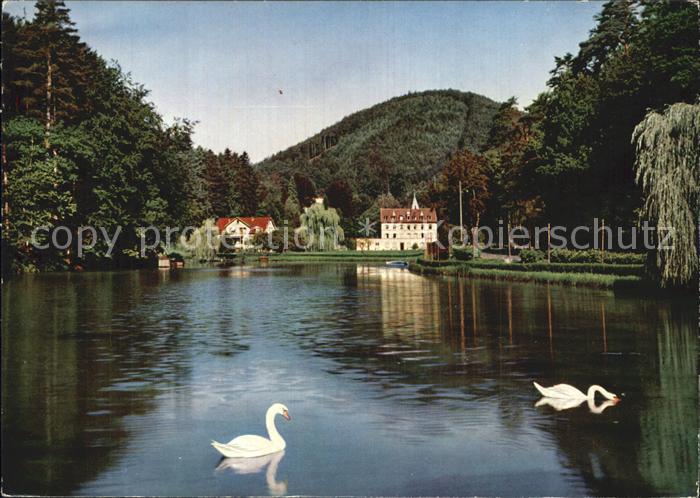 Bad Bergzabern Schwanenweiher mit Schwaenen