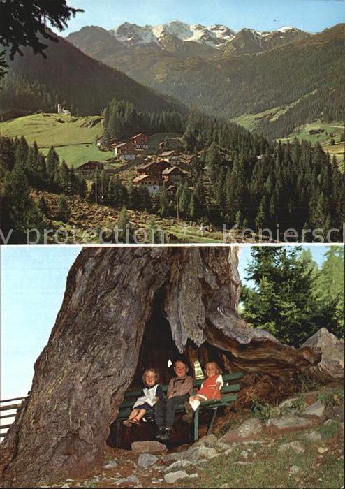 Ultental St. Gertrud  200 jaehrige Laerche