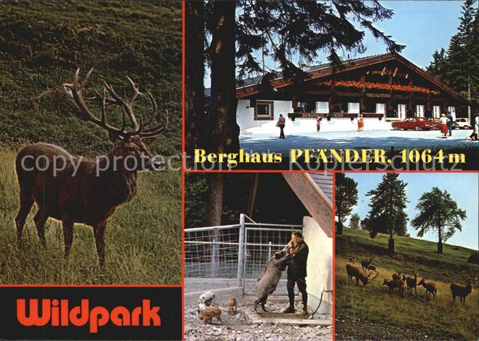 Bregenz Vorarlberg Berghaus Pfaender Wildpark Hirsche