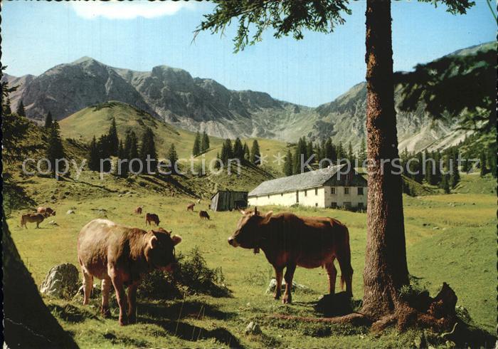 Tannheim Tirol mit aelpele Viehweide