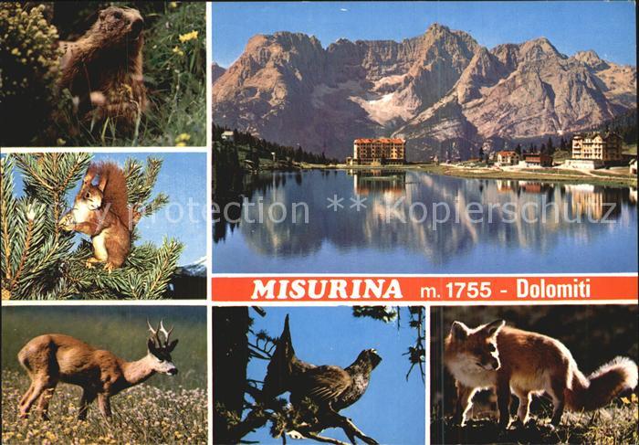 Misurinasee Dolomiten Biber Eichhoernchen Rehbock Auerhahn Fuchs