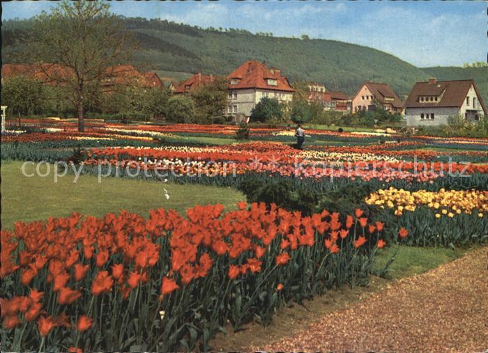 Deckbergen Essmannshof Deutschlands groesste Tulpenschau