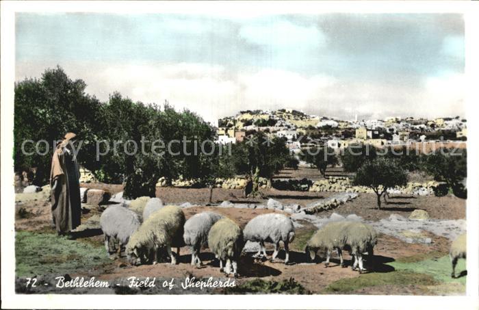 Bethlehem Yerushalayim Field of Shepherds