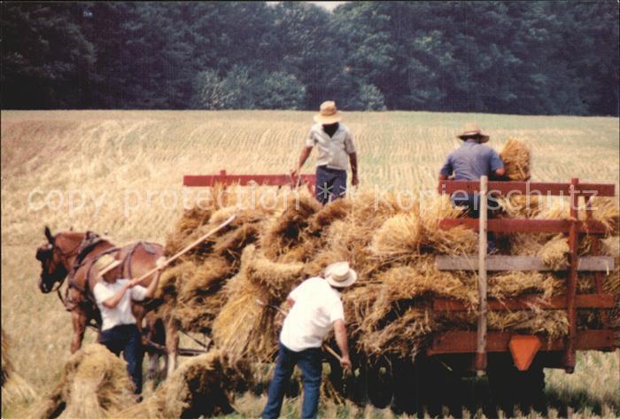 Landwirtschaft Amish Loading Oats