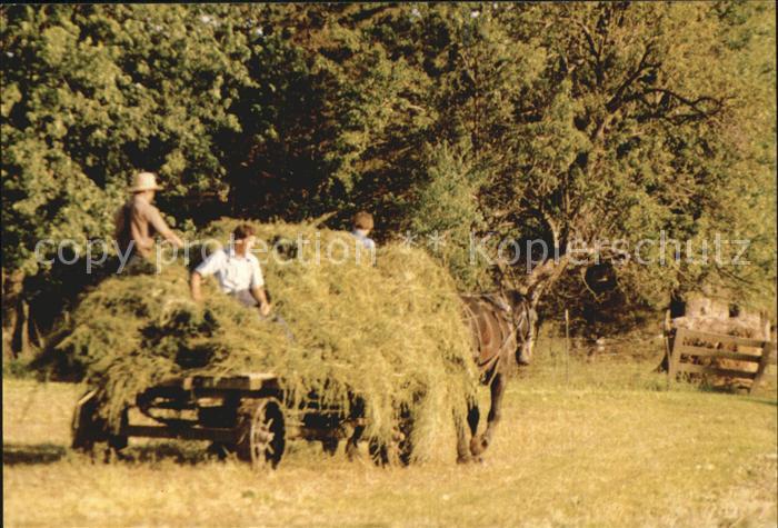 Landwirtschaft Amish Hauling Alfalfa