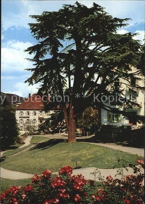 BADENWEILER BW Libanon Ceder