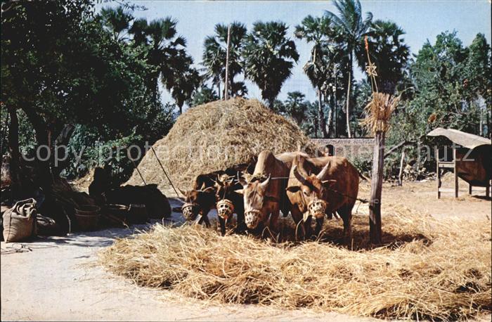 Thailand Thai farmers using Cows to seperate rice from paddy