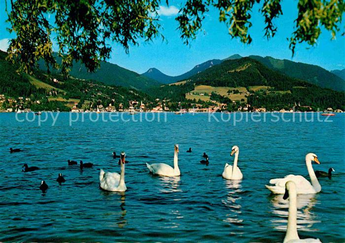 Tegernsee Bayern Panorama Schwaene