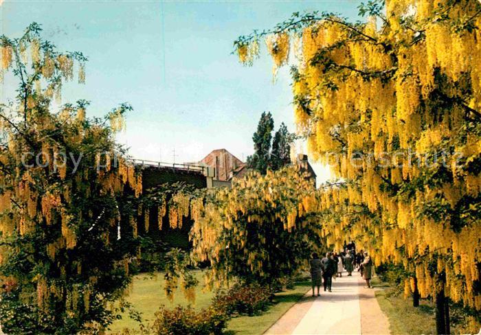 Bad Salzuflen Staatsbad Goldregen im Rosengarten