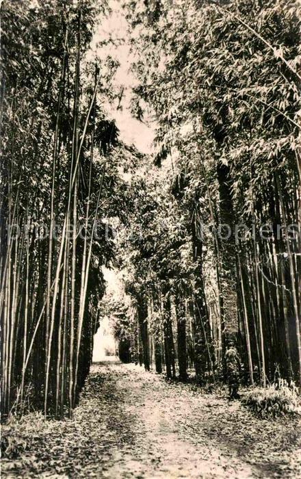 Generargues Palmiers et Bambous