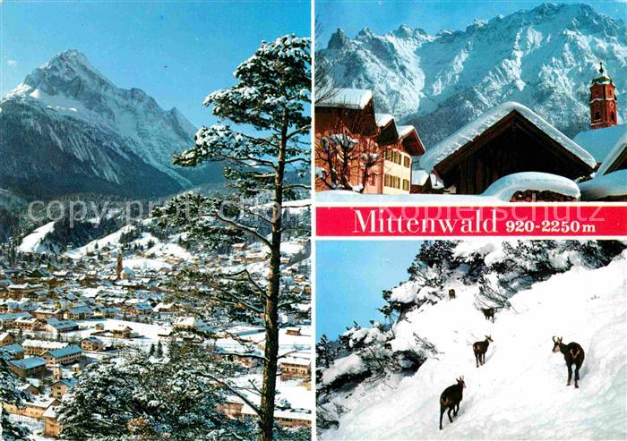 Mittenwald Bayern Wettersteinspitze Tier