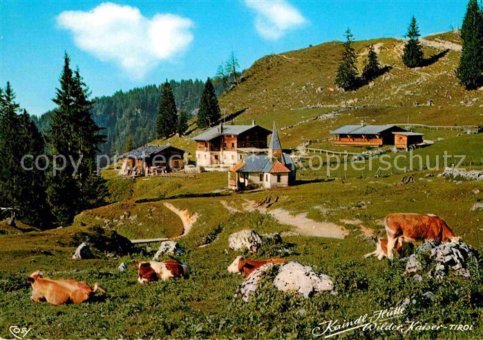 Kufstein Tirol Kaindl Huette Ausflugsziel am Kaiserlift Kaisergebirge Almvieh Ku