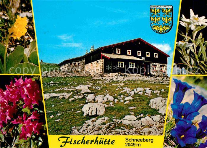 Puchberg Schneeberg Fischerhuette am Schneeberg Alpenflora Edelweiss Blauer Enzi