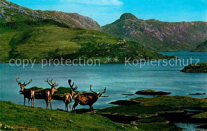 Hirsch Royal Stag Vevet Scottish Highlands