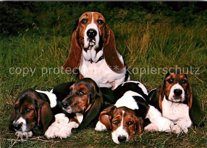 Hunde Basset Hound