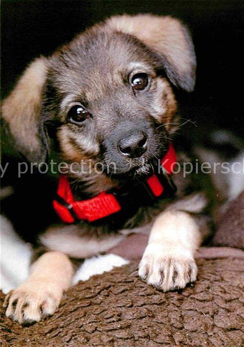 Hunde Welpe Tier-Rettungsdienst Winkel