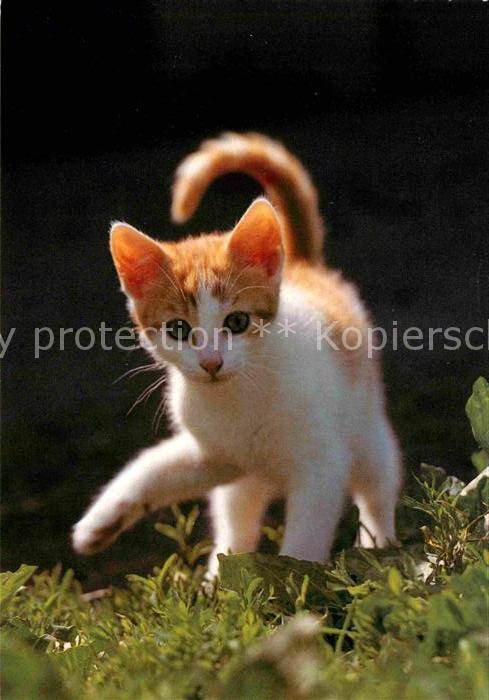 Katzen Chat Cat