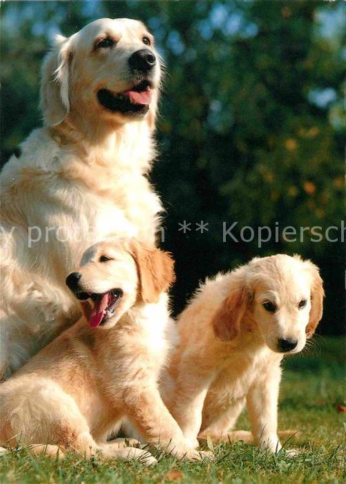 Hunde Golden Retriever Welpen