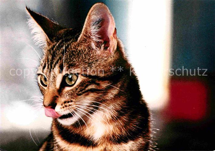 Katzen