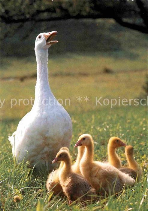 Tiere Hausgans Kueken Goose Oie